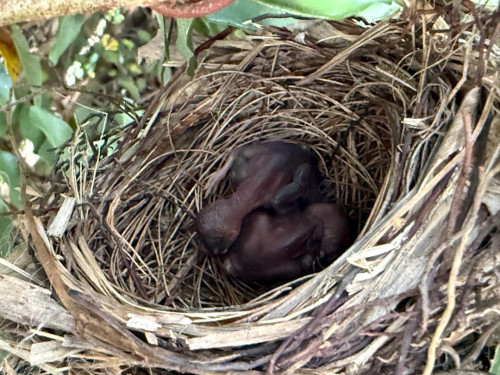 Chick 2