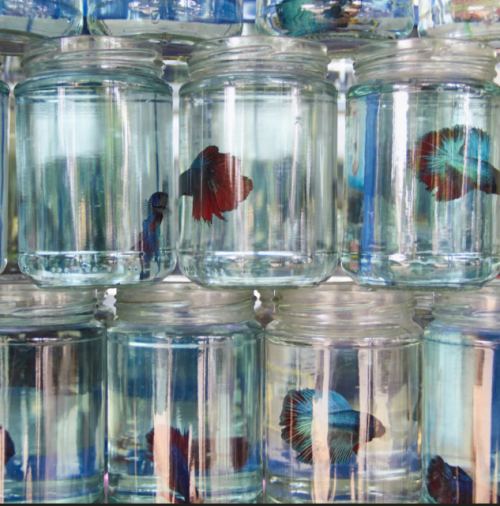 Beta in Jar 2