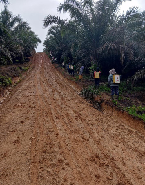 palm oil plantation slippery road maintenance employees 375893767 258903320