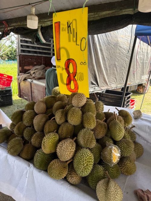 Kampung RM8 kg