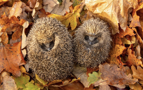 IMG 0741