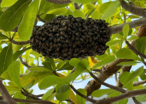 Bee Hive