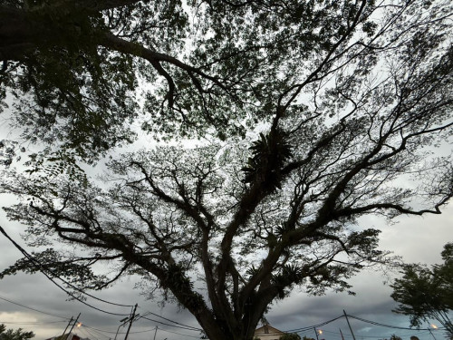 rain tree