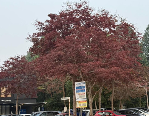 Purple Color Tree Autumn