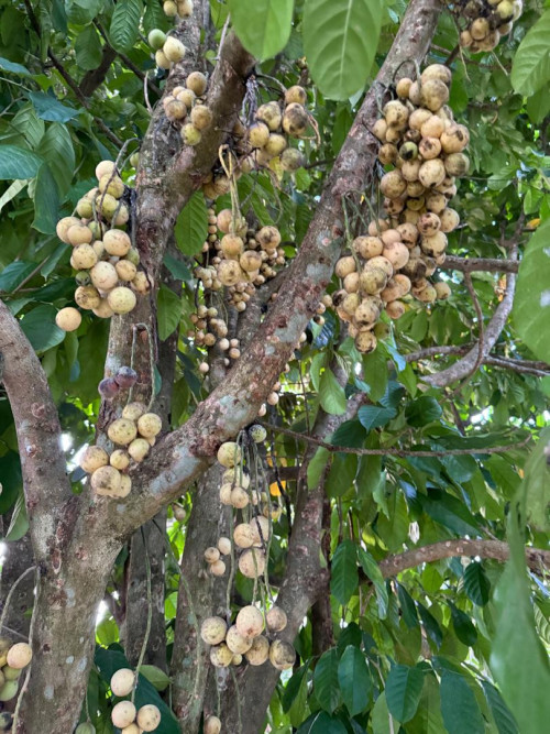 Dokong Tree