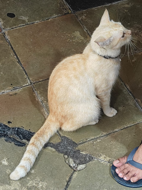 White Cat