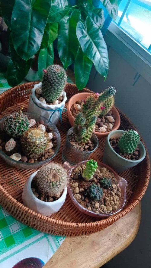 cacti2