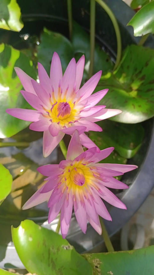 lily