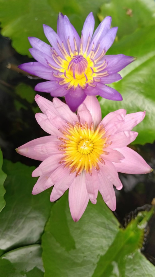 lily2