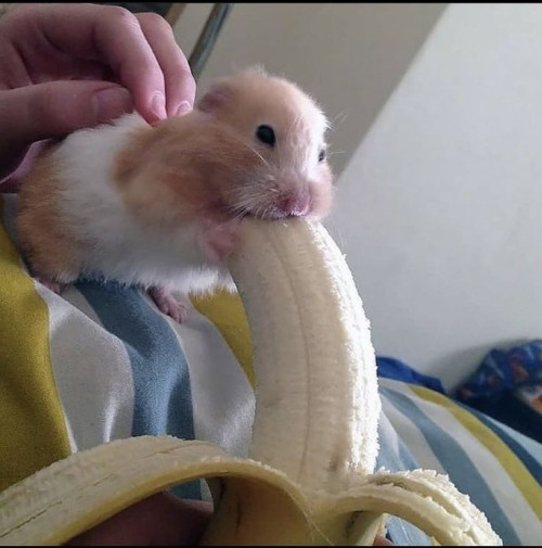 21655
