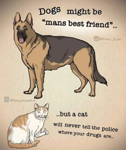 cat dog